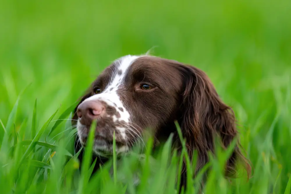 Cachorro da raça Golden Retriever comendo grama em um jardim, levantando questões sobre cão come grama saúde intestinal." Imagem