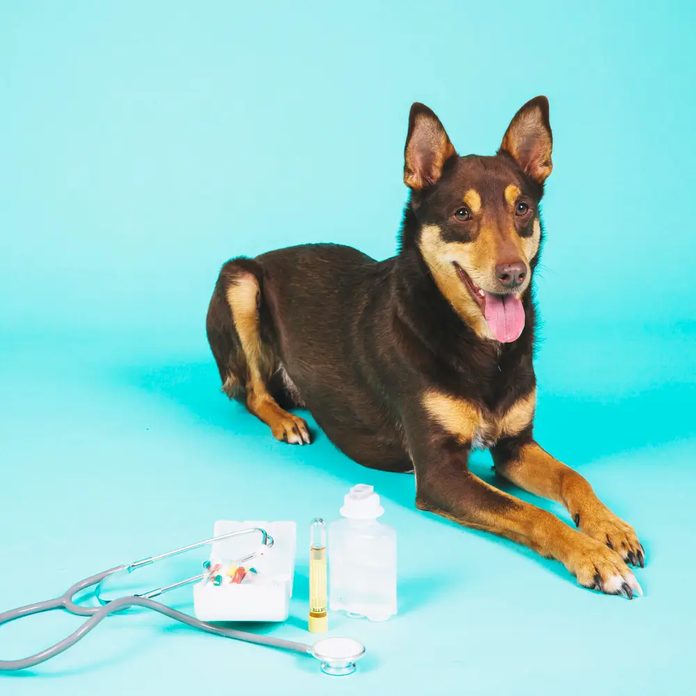 Kit de primeiros socorros para cachorro montado com gaze, atadura, antisséptico, essencial para emergências e acidentes."
