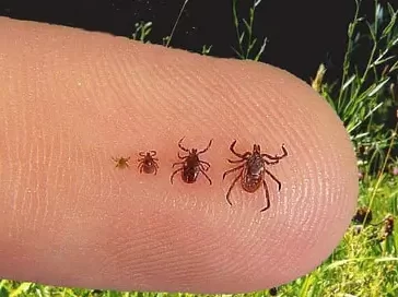 Vários tamanhos de carrapatos evidenciando os tipos que existem e que podem atacar o cachorro