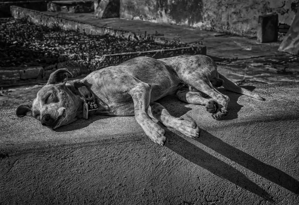 Cão de médio porte vira lata deitado, aparentemente falecido, imagem preto e branco